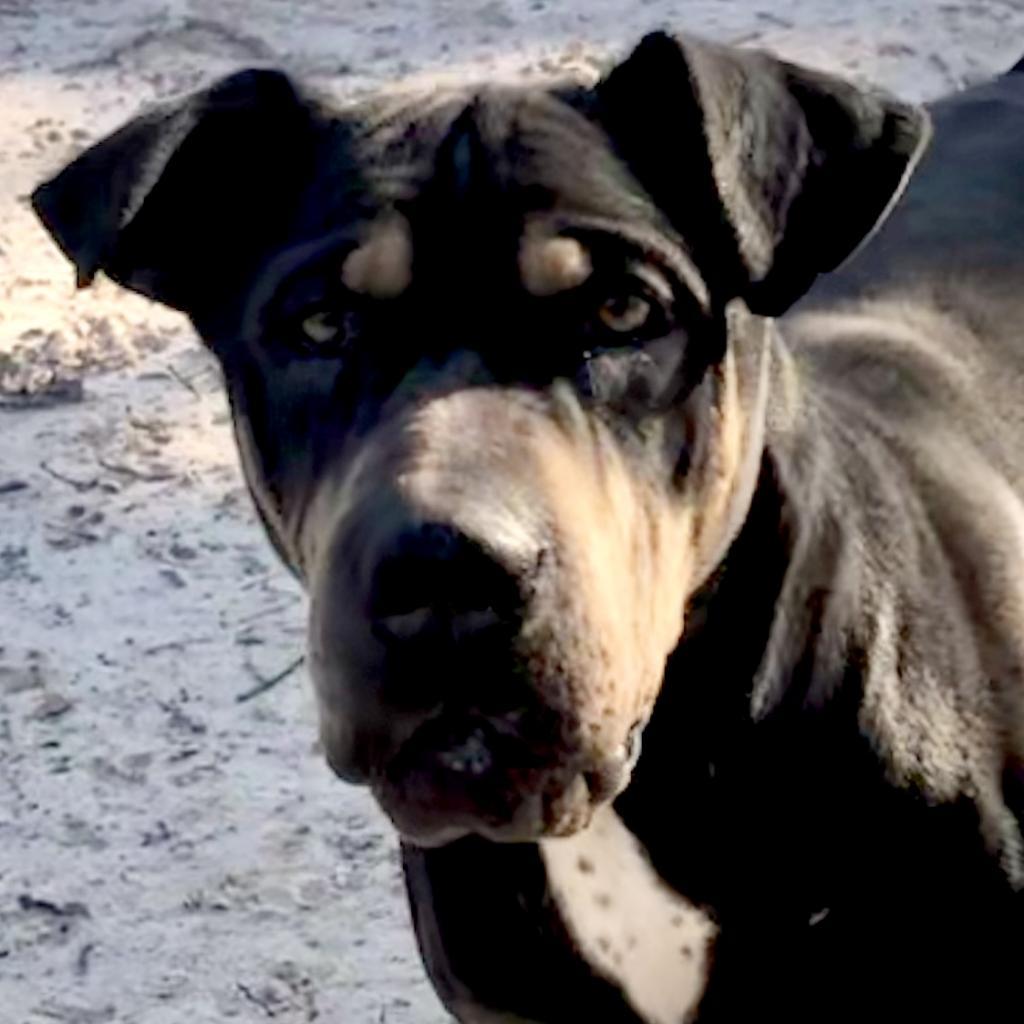 Goku, an adoptable Shar-Pei, Rottweiler in Dallas, TX, 75201 | Photo Image 3