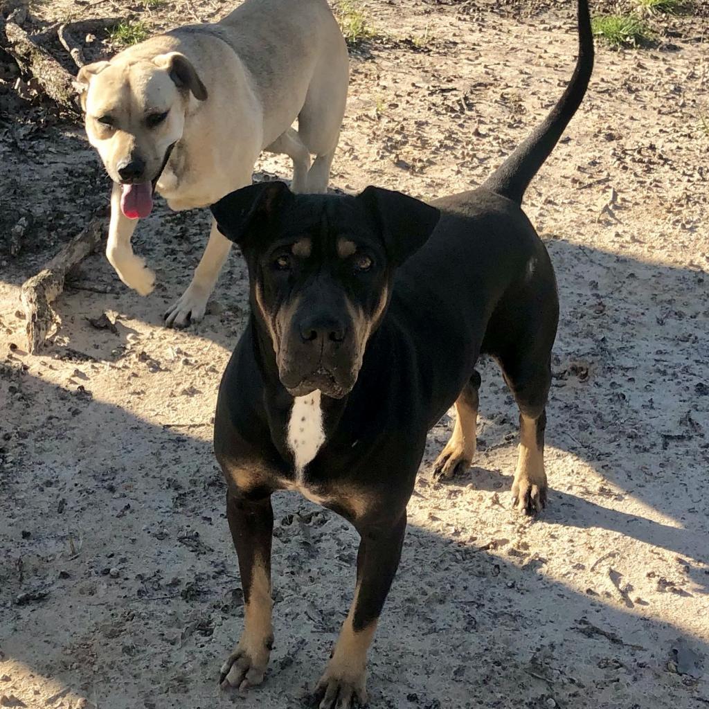 Goku, an adoptable Shar-Pei, Rottweiler in Dallas, TX, 75201 | Photo Image 4