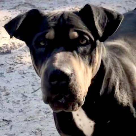 Goku, an adoptable Shar-Pei, Rottweiler in Dallas, TX, 75201 | Photo Image 5
