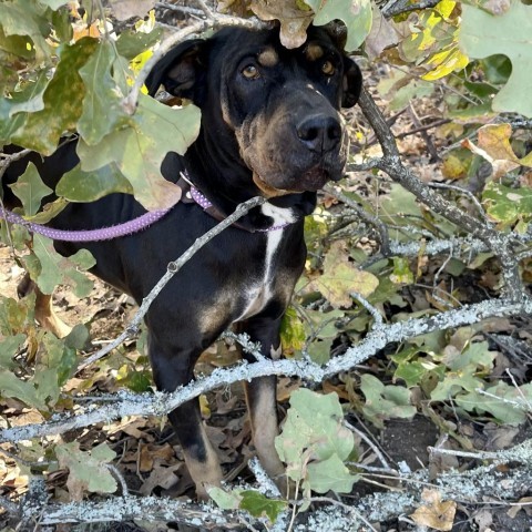 Goku, an adoptable Shar-Pei, Rottweiler in Dallas, TX, 75201 | Photo Image 6