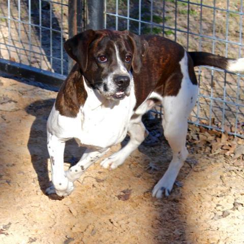 Charlie, an adoptable Hound & Beagle Mix in Dallas, TX_image-3