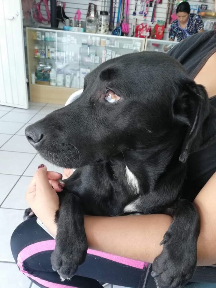 Negrita, an adoptable Black Labrador Retriever & Australian Shepherd Mix in Beaverton, OR_image-1