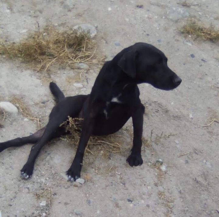 Black lab australian shepherd hot sale mix