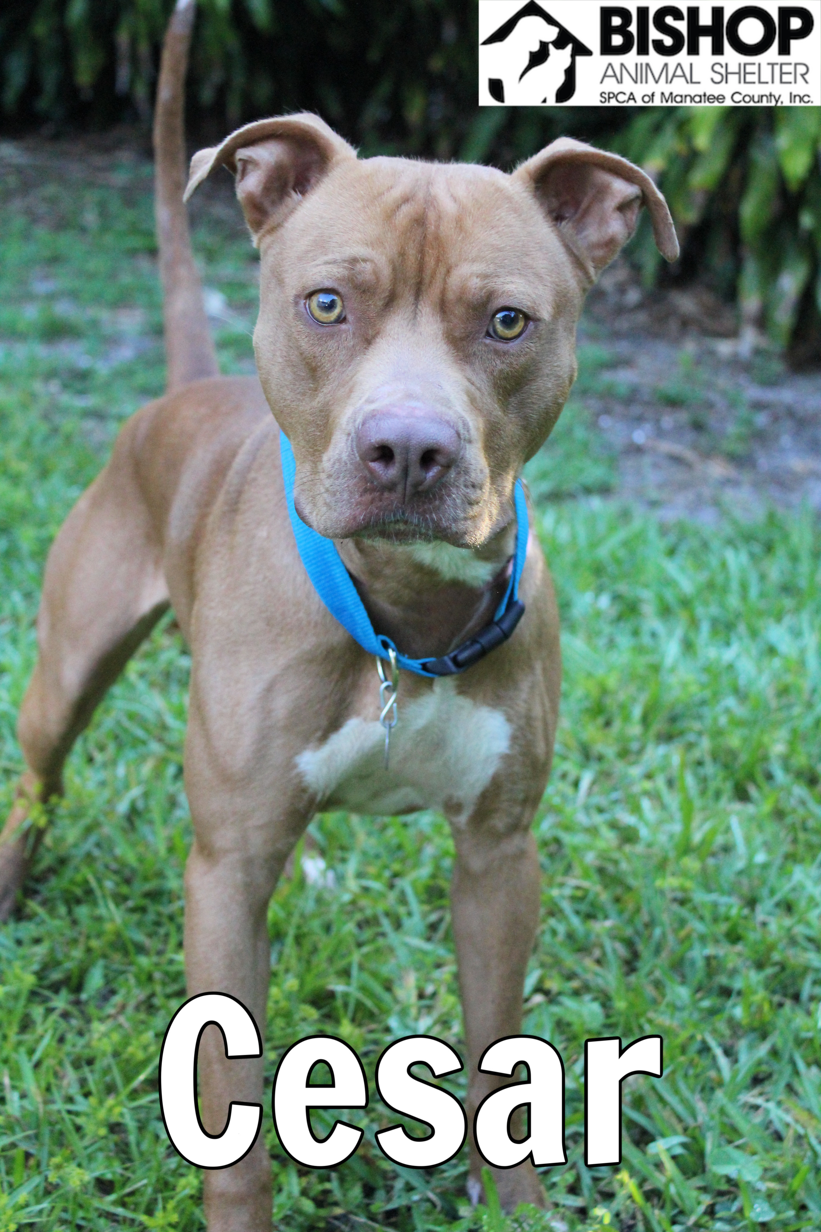 Cesar, an adoptable Mixed Breed in Bradenton, FL, 34209 | Photo Image 2