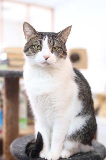Harley, an adoptable Domestic Short Hair in Portland, IN_image-1