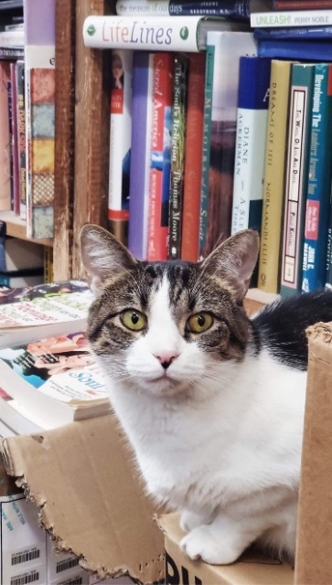 Harley, an adoptable Domestic Short Hair in Portland, IN, 47371 | Photo Image 4