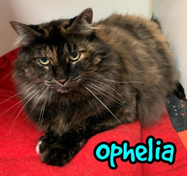 Cat for adoption - Ophelia, a Domestic Long Hair in Salt ...