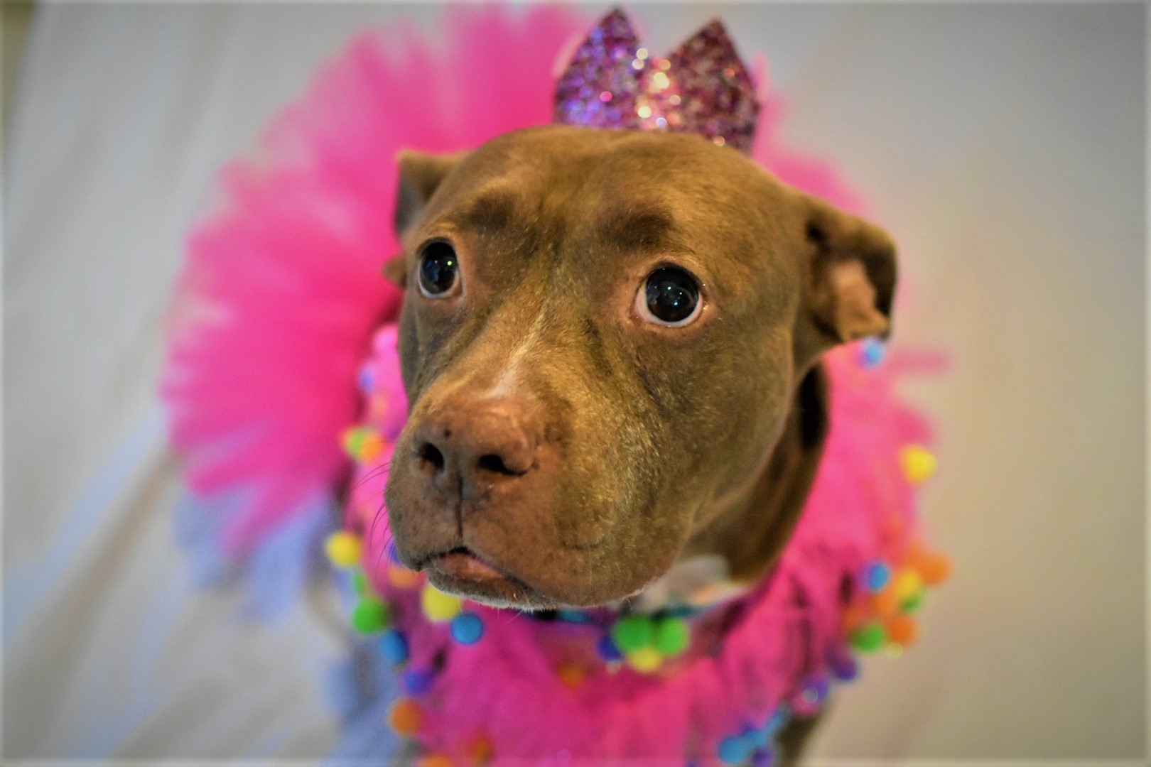 Honey Bun, an adoptable Pit Bull Terrier in New Port Richey, FL, 34655 | Photo Image 2