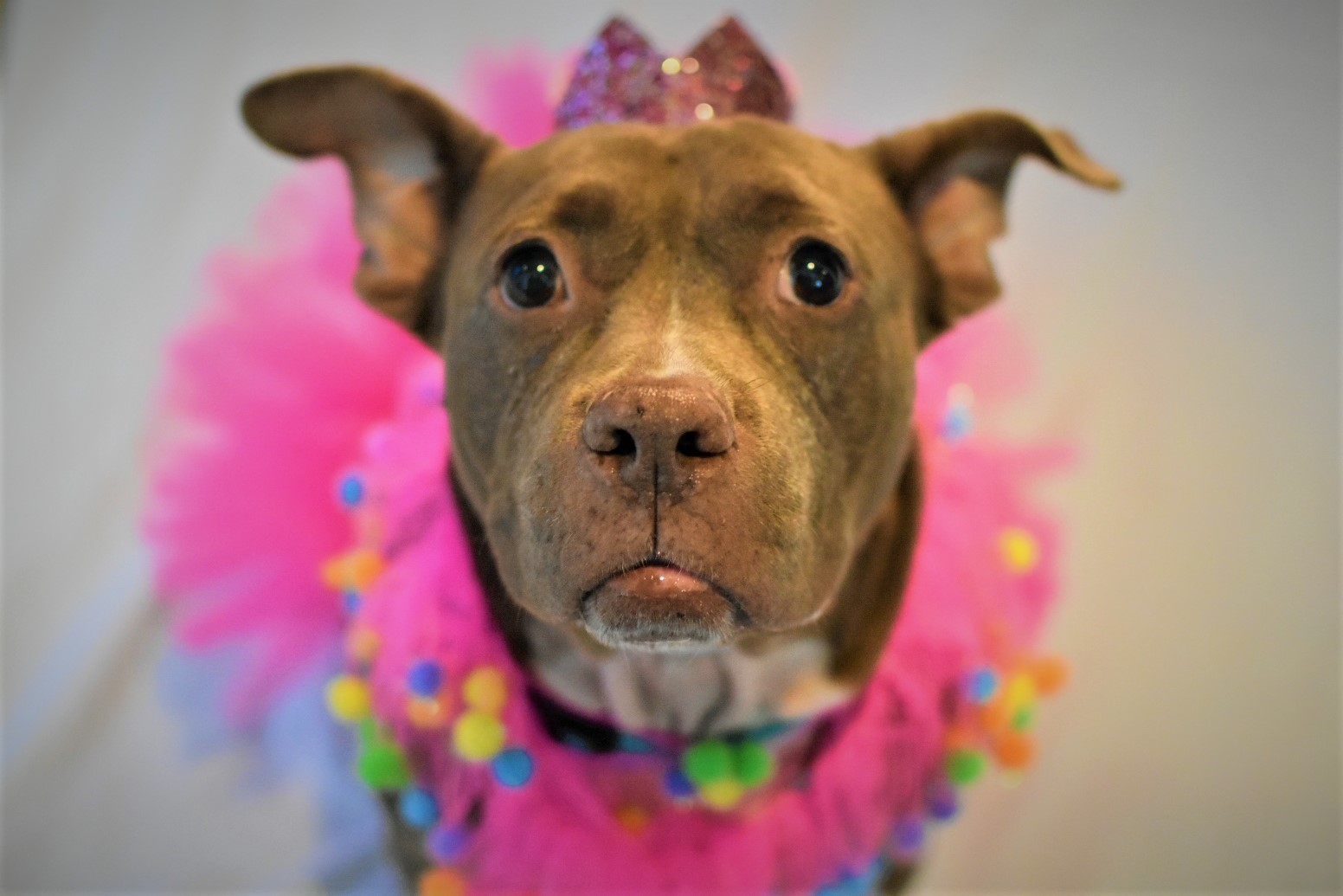 Honey Bun, an adoptable Pit Bull Terrier in New Port Richey, FL, 34655 | Photo Image 3