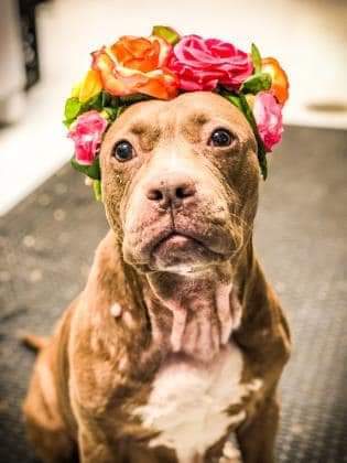 Honey Bun, an adoptable Pit Bull Terrier in New Port Richey, FL, 34655 | Photo Image 1