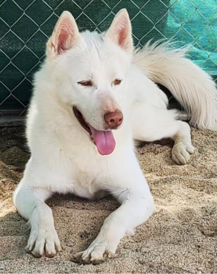 Akita and husky mix 2024 puppies