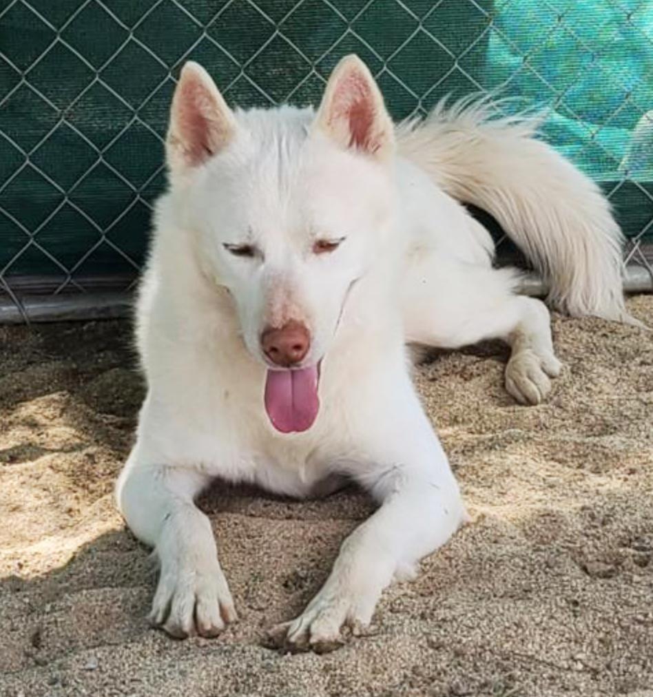 Rico, an adoptable Husky, Akita in Romoland, CA, 92585 | Photo Image 2