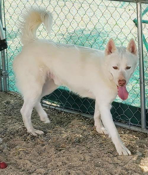 Rico, an adoptable Husky, Akita in Romoland, CA, 92585 | Photo Image 3