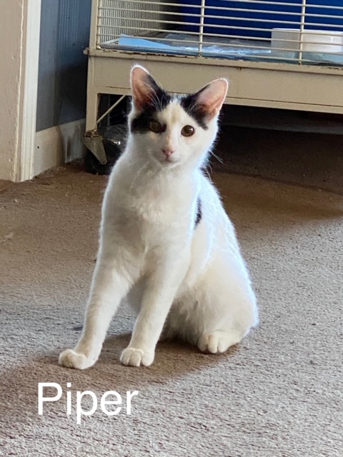 Piper Bulgarelli 0519, an adoptable Domestic Short Hair in West Bloomfield, MI, 48325 | Photo Image 1