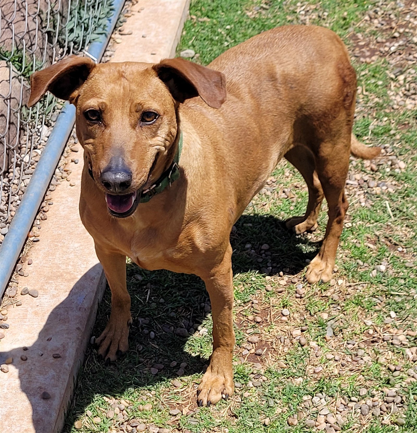 Ruby, an adoptable Redbone Coonhound, Rhodesian Ridgeback in Clinton, OK, 73601 | Photo Image 1