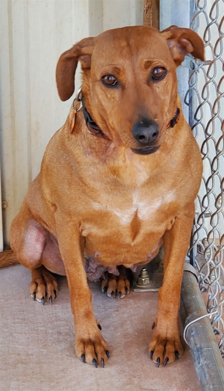 Ruby, an adoptable Redbone Coonhound & Rhodesian Ridgeback Mix in Clinton, OK_image-2