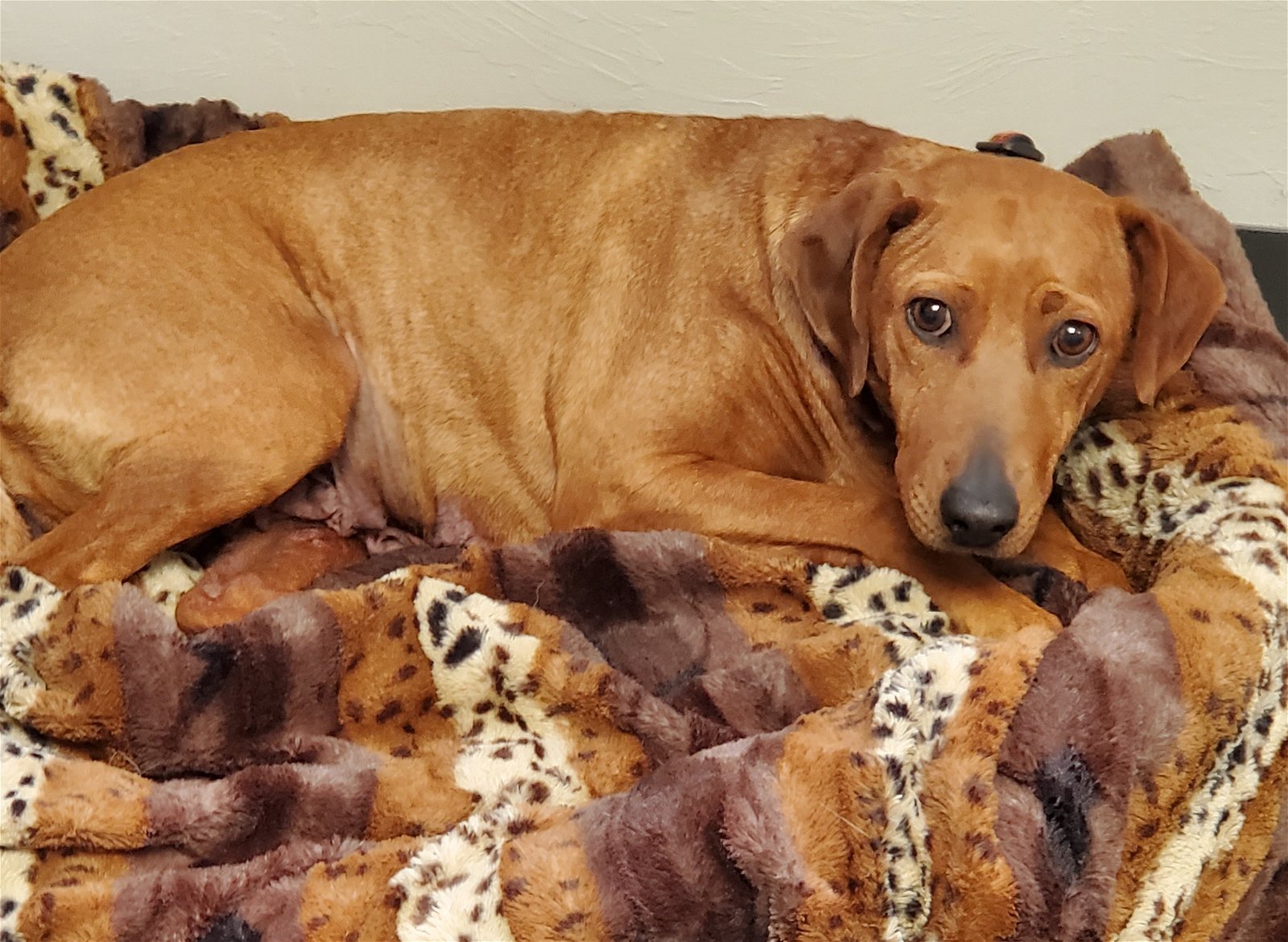 Ruby, an adoptable Redbone Coonhound, Rhodesian Ridgeback in Clinton, OK, 73601 | Photo Image 3