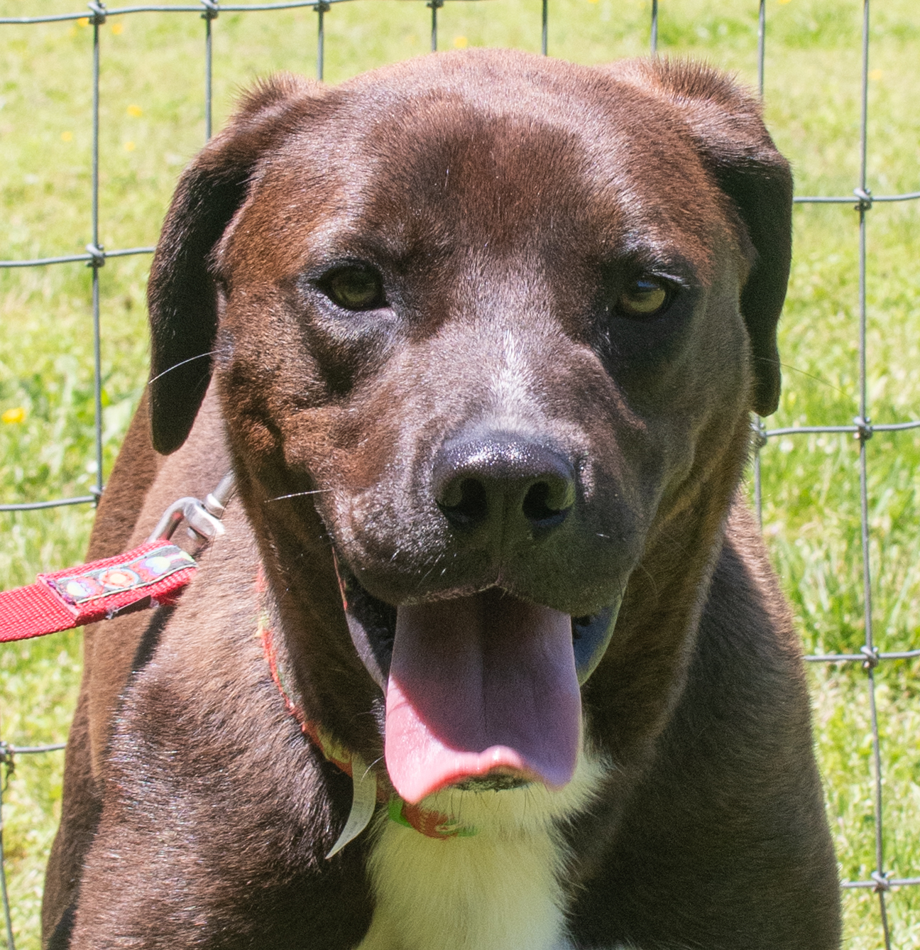 Dagwood - bouncy & bright, an adoptable Labrador Retriever in Midlothian, VA, 23112 | Photo Image 2