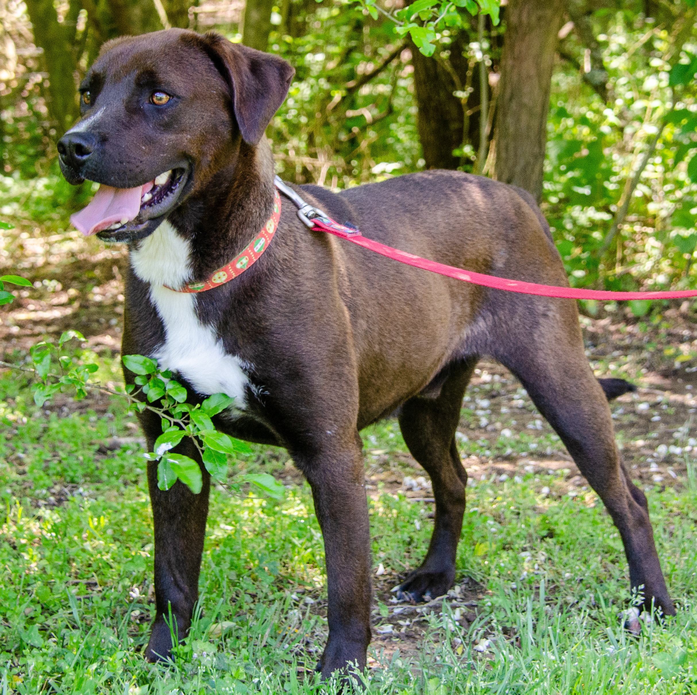 Dagwood - bouncy & bright, an adoptable Labrador Retriever in Midlothian, VA, 23112 | Photo Image 3
