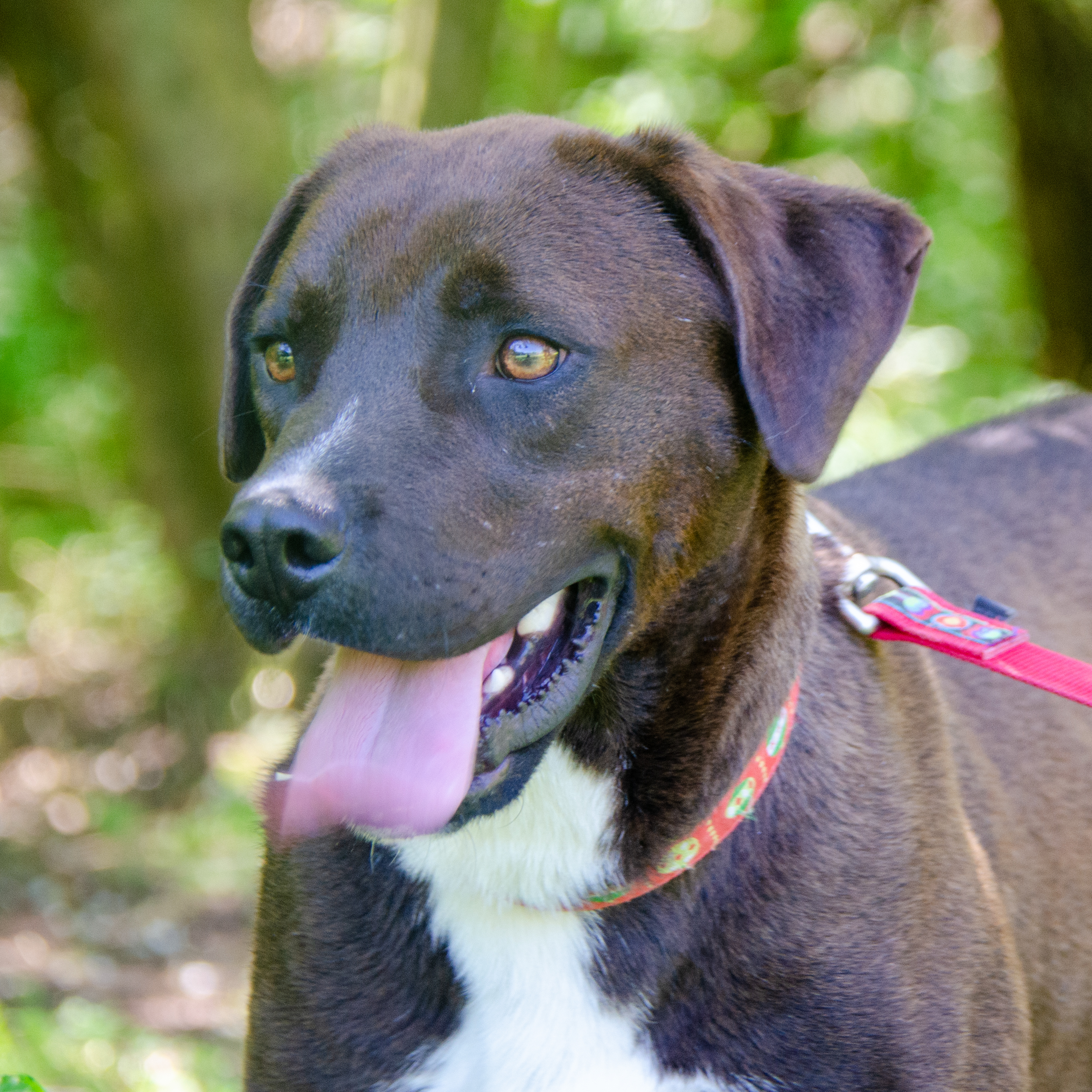 Dagwood - bouncy & bright, an adoptable Labrador Retriever in Midlothian, VA, 23112 | Photo Image 1