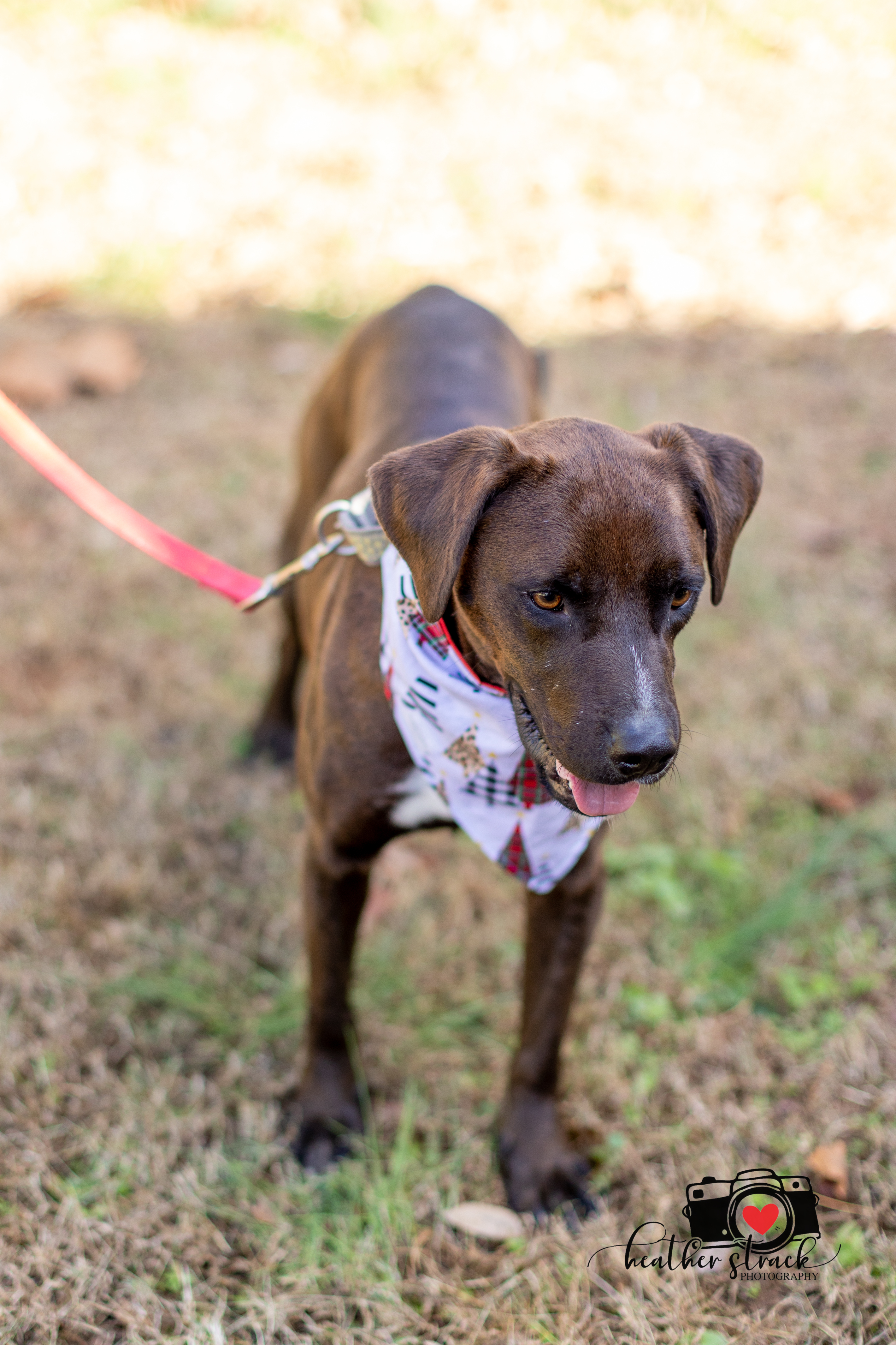 Dagwood - bouncy & bright, an adoptable Labrador Retriever in Midlothian, VA, 23112 | Photo Image 4