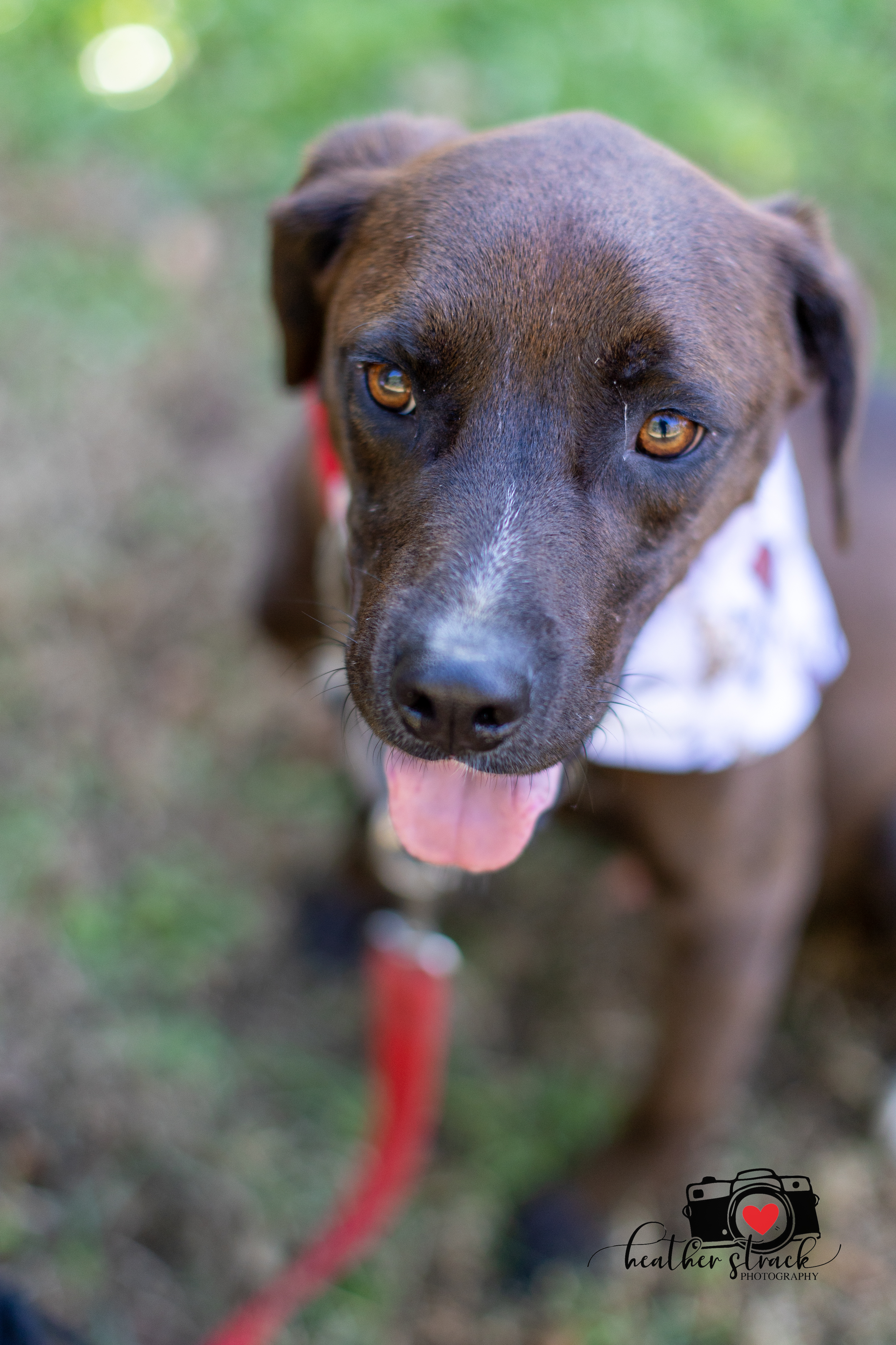 Dagwood - bouncy & bright, an adoptable Labrador Retriever in Midlothian, VA, 23112 | Photo Image 5