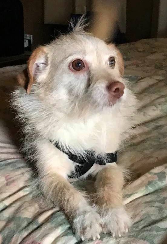 ACE, an adoptable Terrier in Lower Lake, CA, 95457 | Photo Image 1