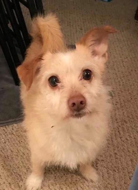 ACE, an adoptable Terrier in Lower Lake, CA, 95457 | Photo Image 4