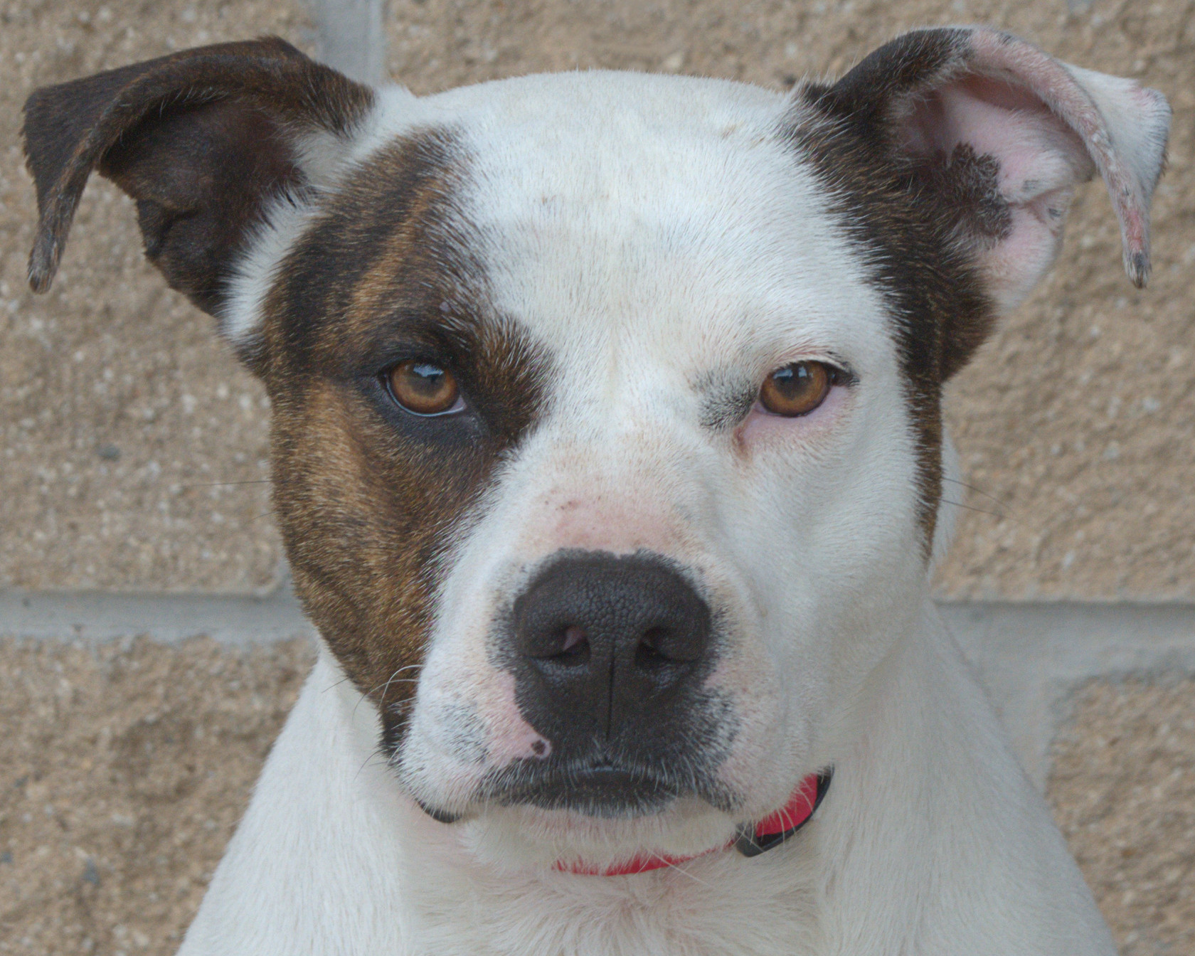 Roxy, an adoptable American Staffordshire Terrier in Longview, TX, 75606 | Photo Image 2