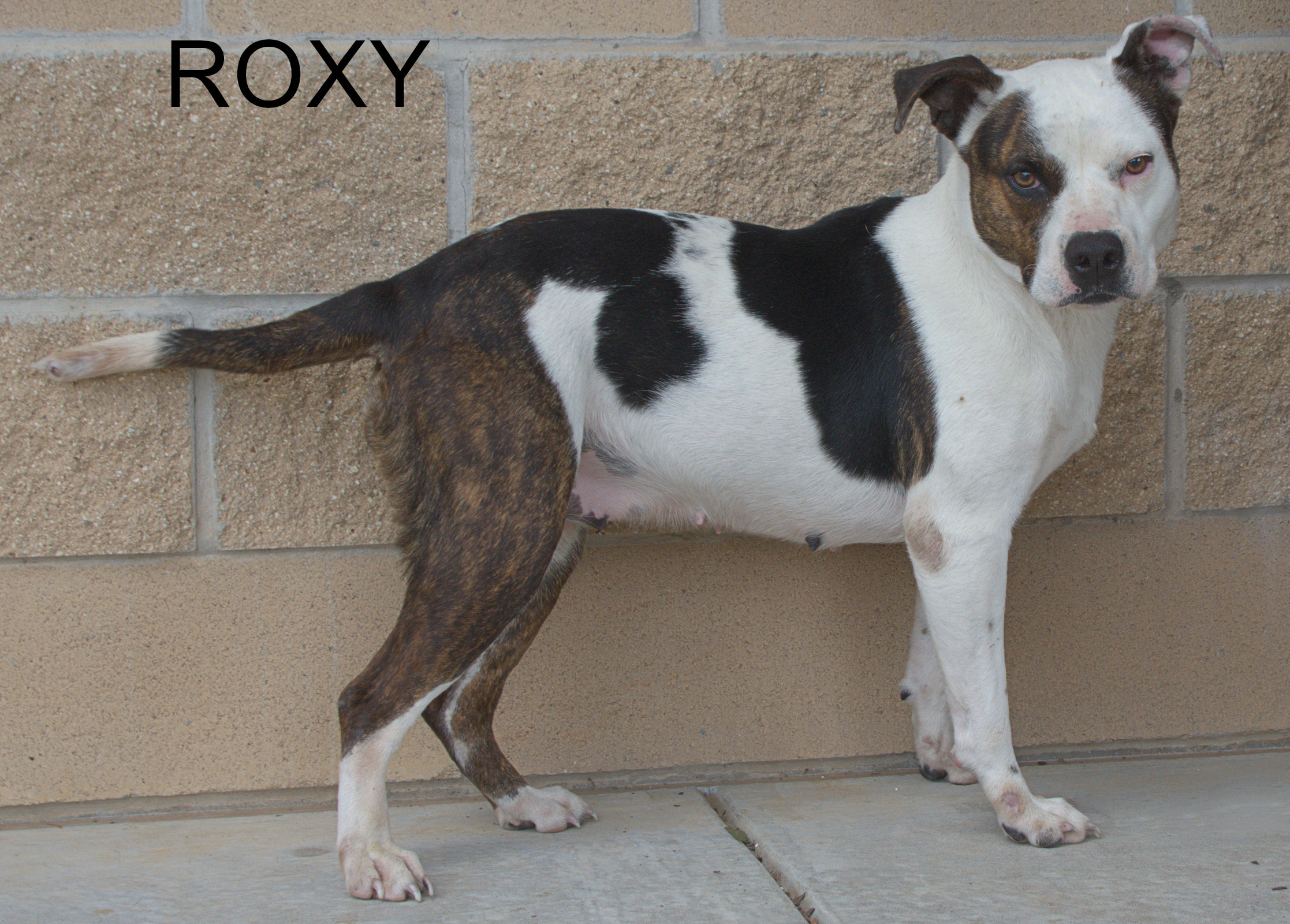 Roxy, an adoptable American Staffordshire Terrier in Longview, TX, 75606 | Photo Image 3