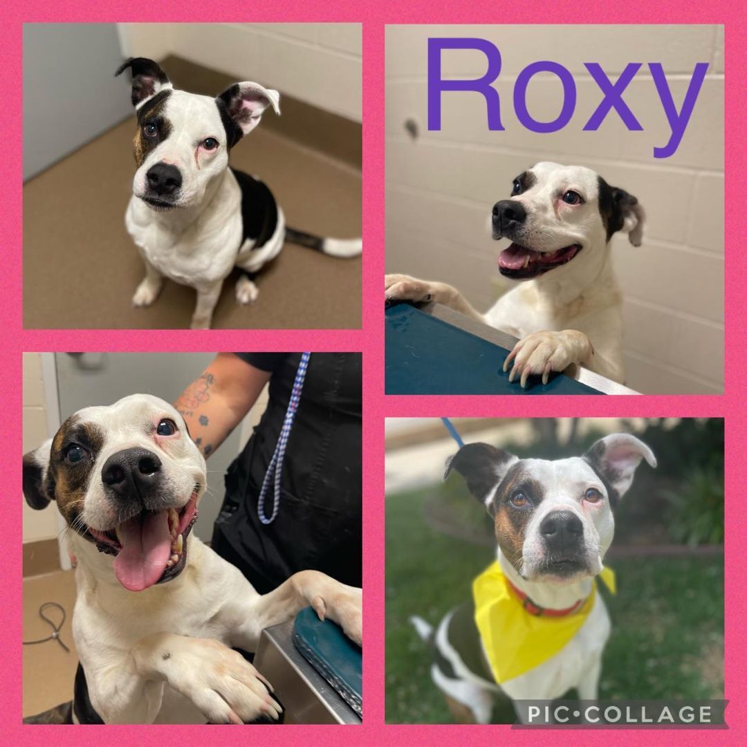 Roxy, an adoptable American Staffordshire Terrier in Longview, TX, 75606 | Photo Image 1