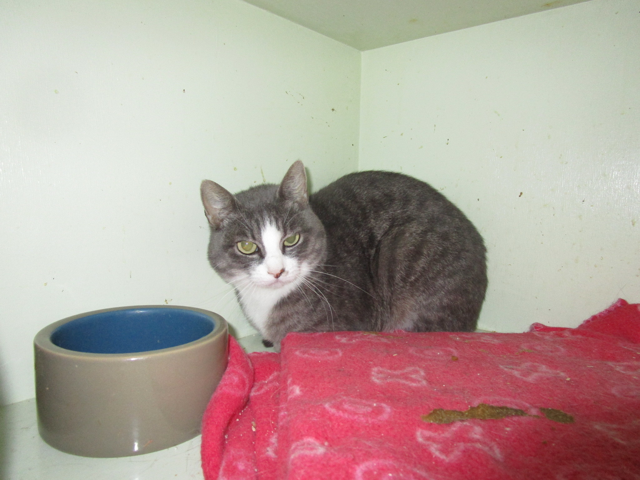 Mitzy, an adoptable Domestic Short Hair in Coos Bay, OR, 97420 | Photo Image 1