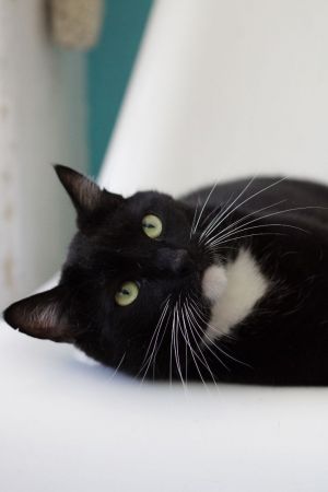 Dapper 4 year old tuxedo man Porgy is a more than just a handsome fella altho