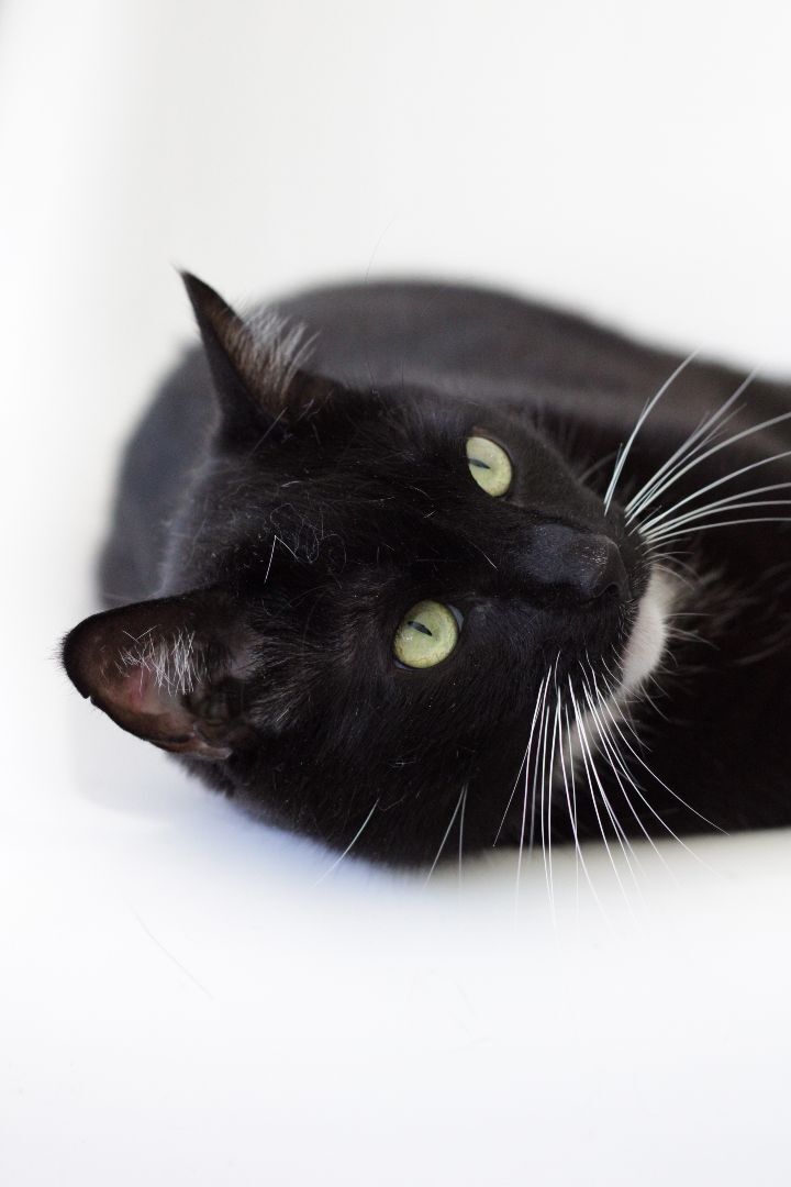 Porgy, an adoptable Tuxedo in Los Angeles, CA, 90039 | Photo Image 2