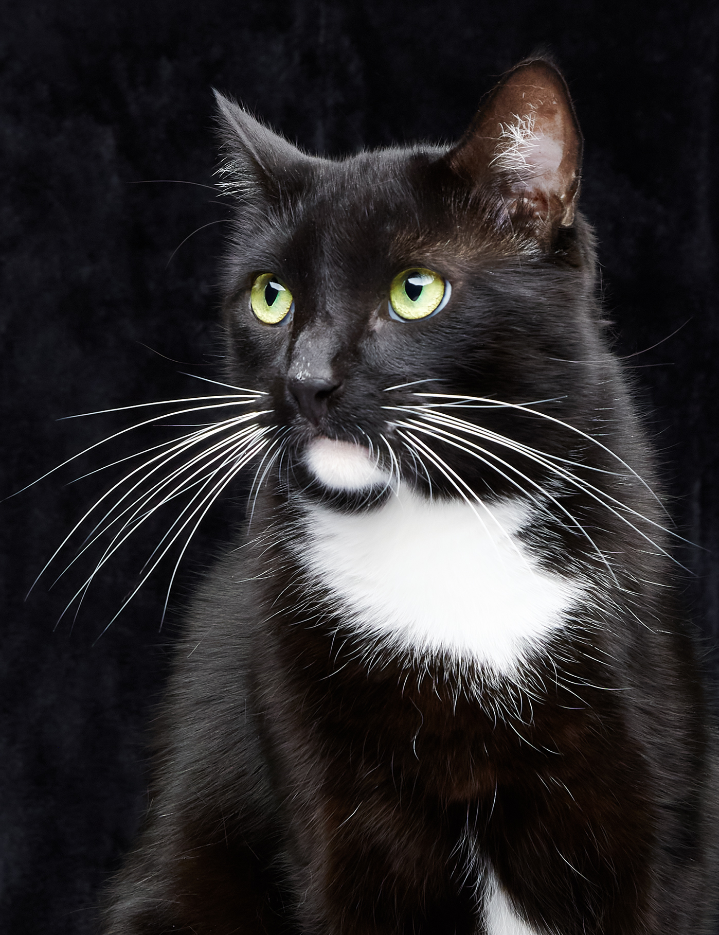 Porgy, an adoptable Tuxedo in Los Angeles, CA, 90039 | Photo Image 3