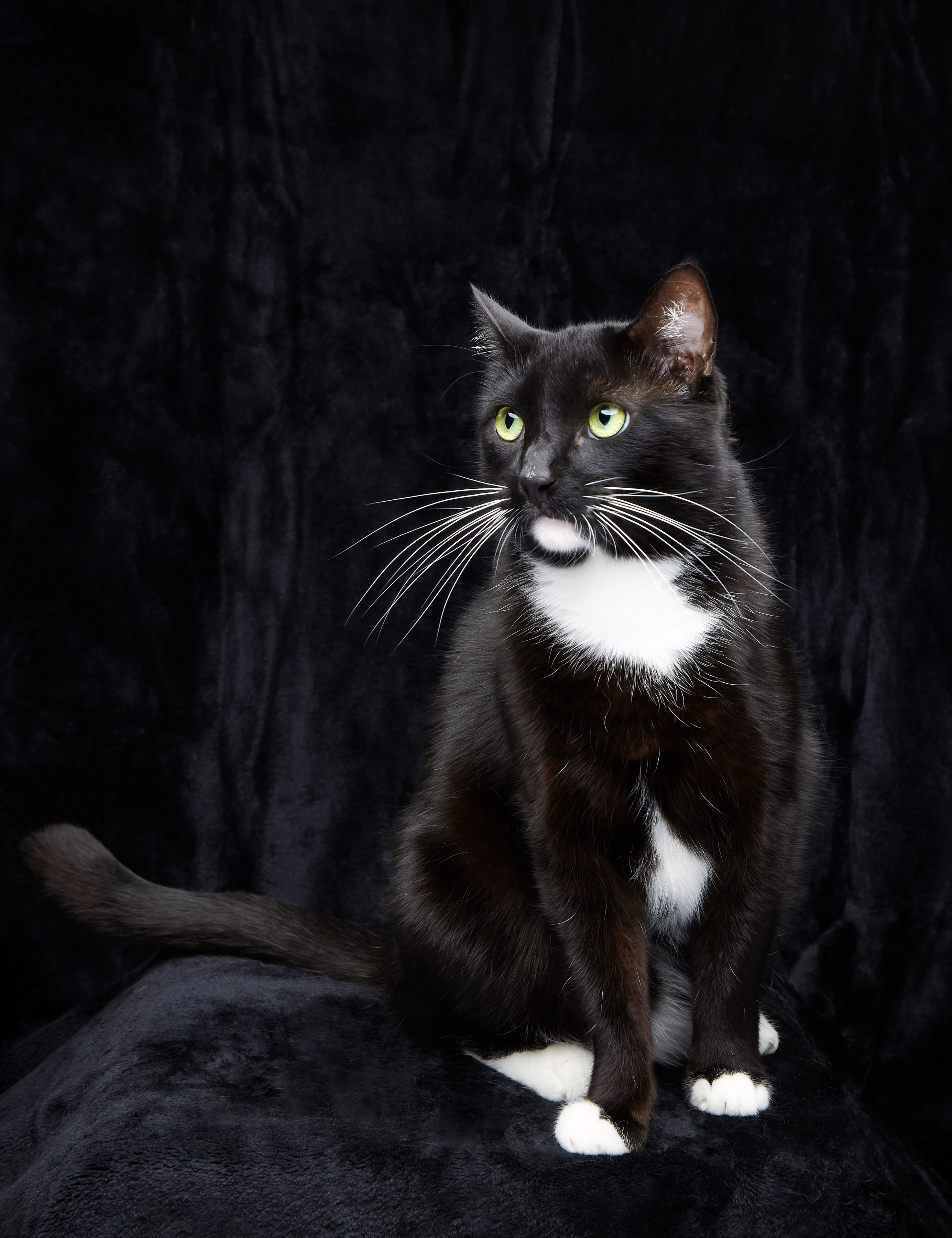 Porgy, an adoptable Tuxedo in Los Angeles, CA, 90039 | Photo Image 4