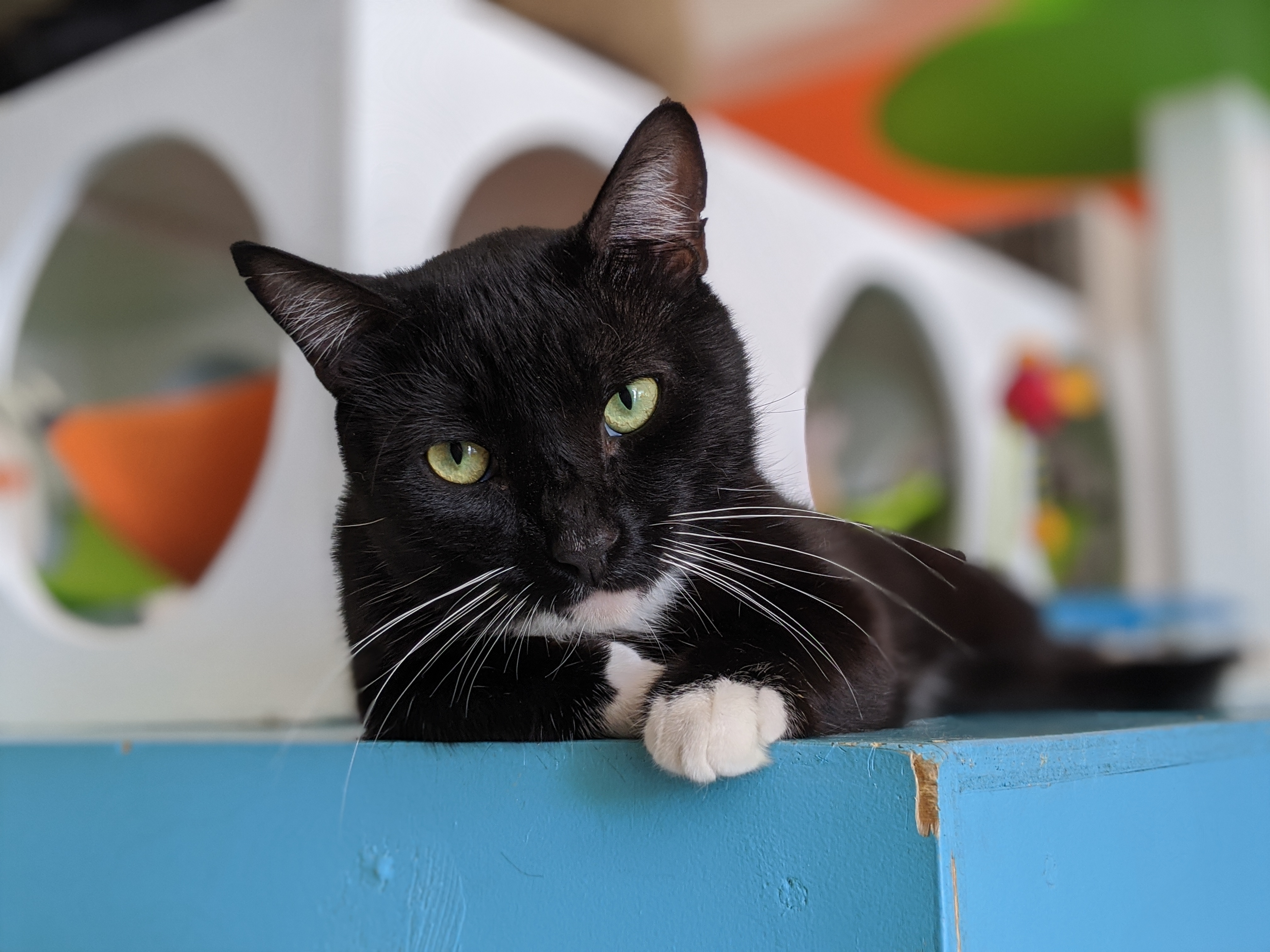 Porgy, an adoptable Tuxedo in Los Angeles, CA, 90039 | Photo Image 5