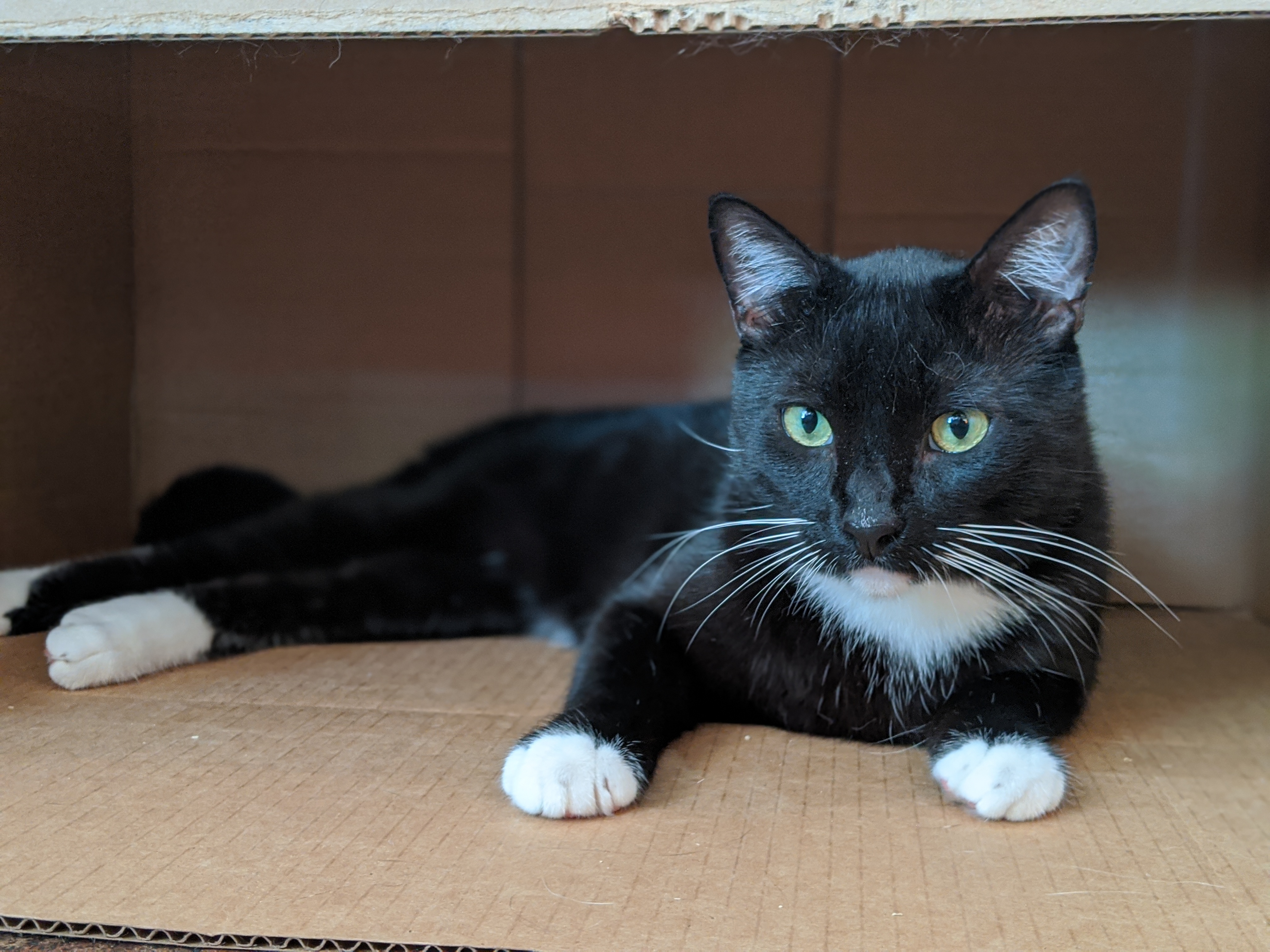 Porgy, an adoptable Tuxedo in Los Angeles, CA, 90039 | Photo Image 6