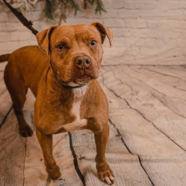 Cinnamon, an adoptable Pit Bull Terrier in Kittanning, PA, 16201 | Photo Image 2