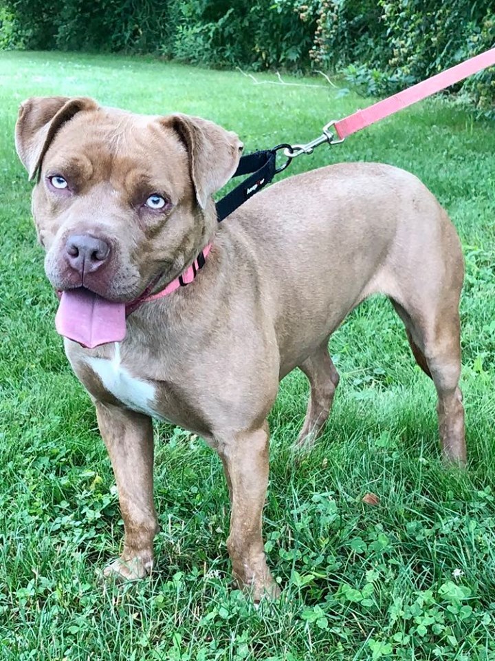 Cinnamon, an adoptable Pit Bull Terrier in Kittanning, PA, 16201 | Photo Image 1