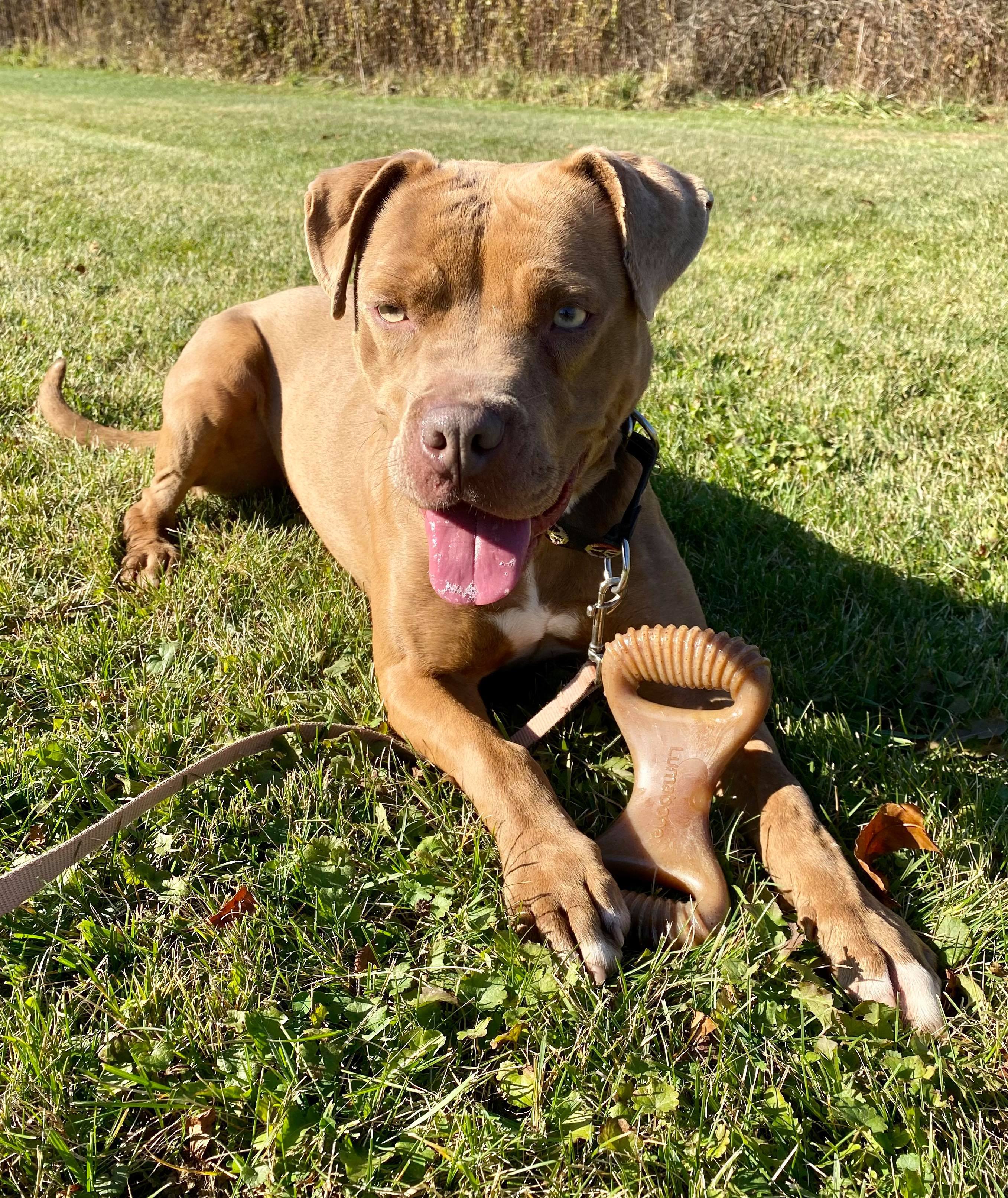 Cinnamon, an adoptable Pit Bull Terrier in Kittanning, PA, 16201 | Photo Image 3