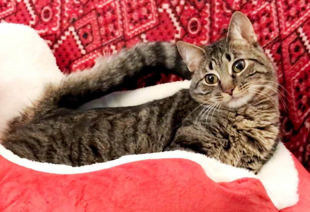 Elf a/k/a Elfie, an adoptable Tabby, Domestic Short Hair in Orlando, FL, 32806 | Photo Image 1