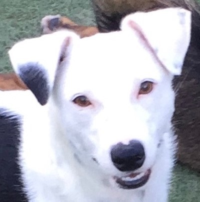 jack russell dalmation mix puppies