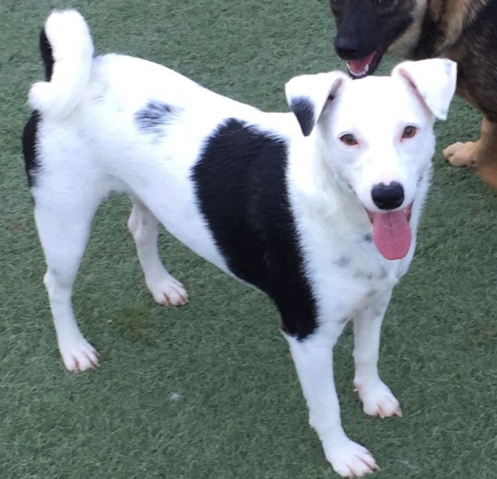 Dalmatian jack russell terrier deals mix