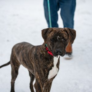 Dog For Adoption Kaos A Boxer Mastiff Mix In Pequot Lakes Mn