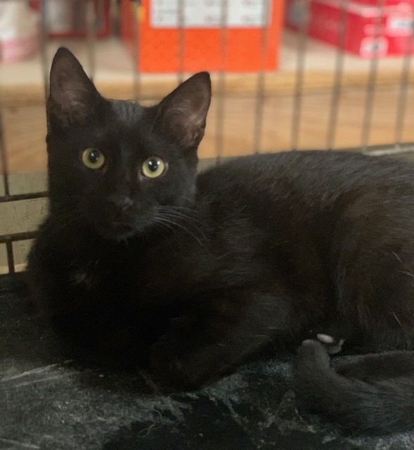 Basil (Shy Guy), an adoptable Domestic Short Hair in Attleboro, MA, 02703 | Photo Image 2