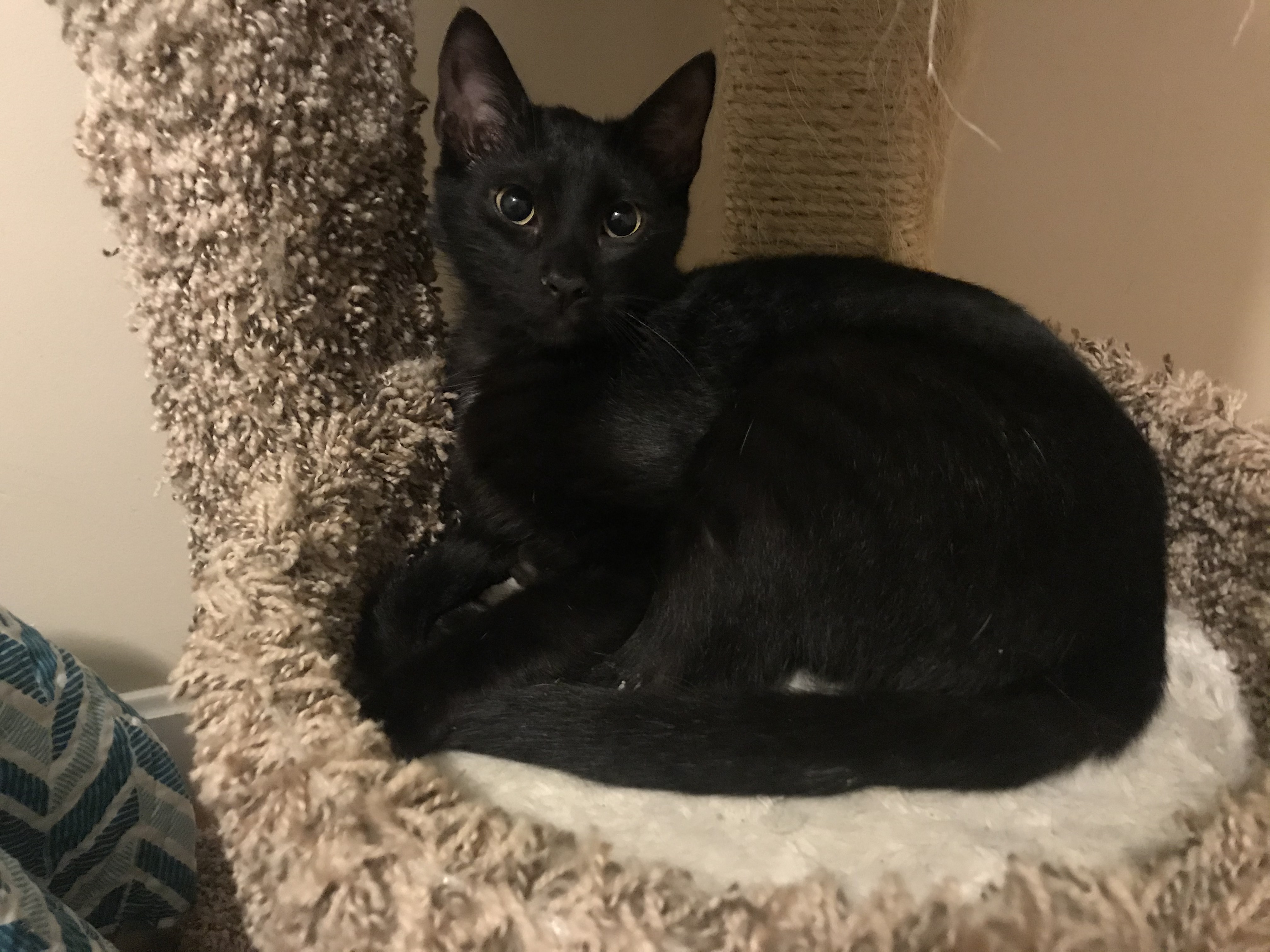 Basil (Shy Guy), an adoptable Domestic Short Hair in Attleboro, MA, 02703 | Photo Image 5