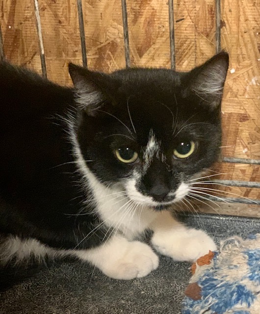 Sierra, an adoptable Domestic Short Hair in Attleboro, MA, 02703 | Photo Image 1