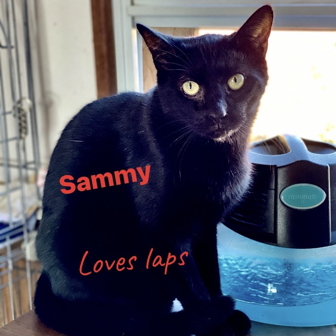 Sammy, an adoptable Domestic Short Hair in Berkeley Springs, WV, 25411 | Photo Image 1