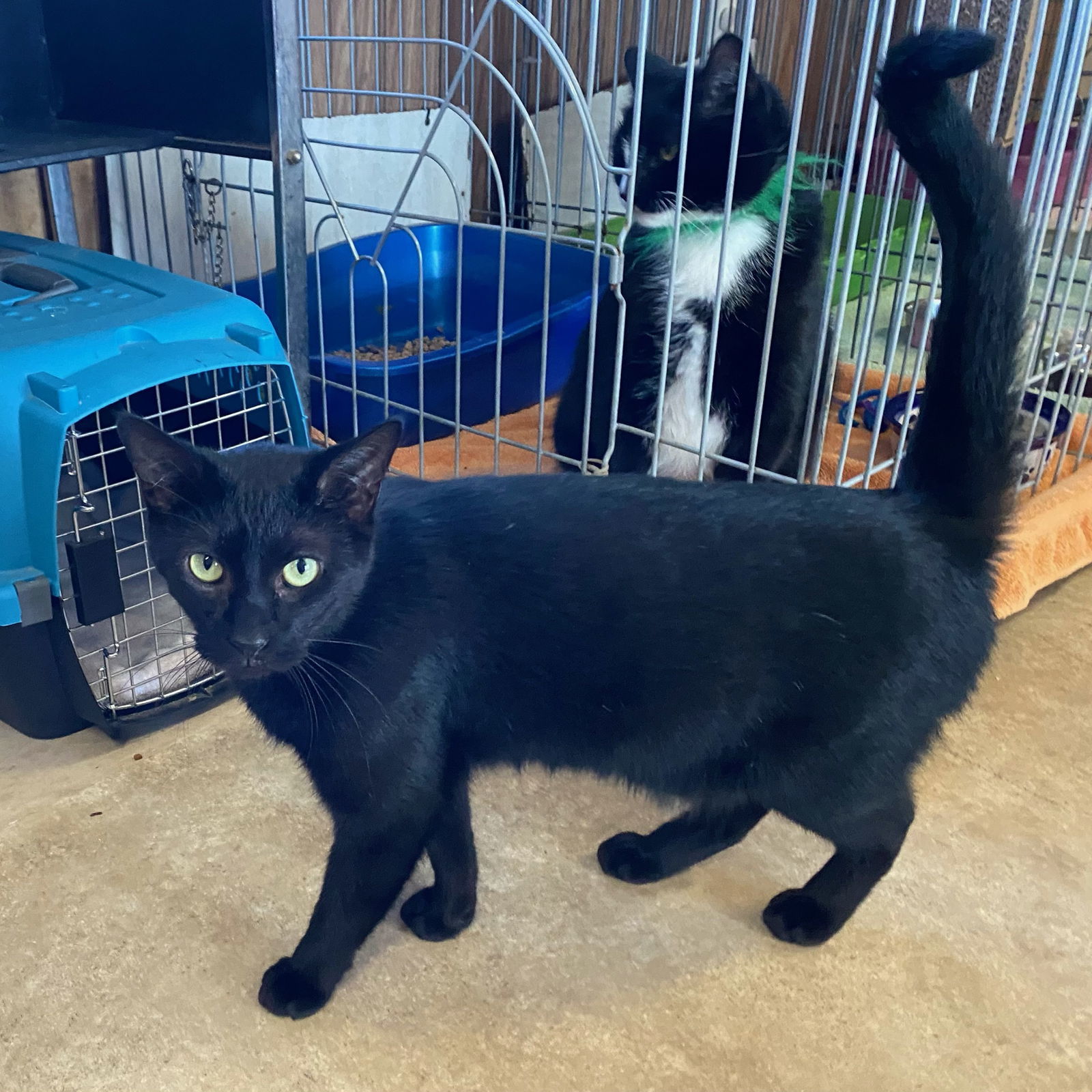 Sammy, an adoptable Domestic Short Hair in Berkeley Springs, WV, 25411 | Photo Image 2